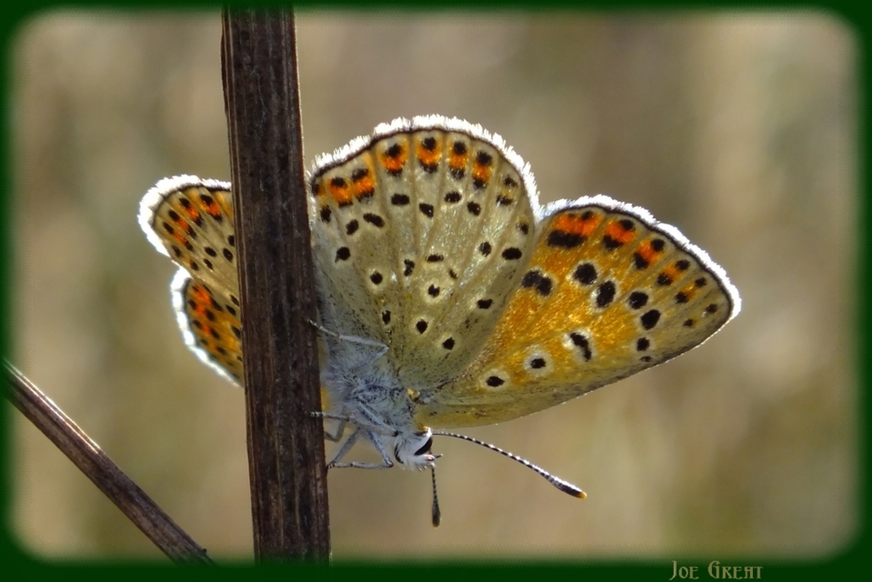 Lycaena tityrus - barna tűzlepke