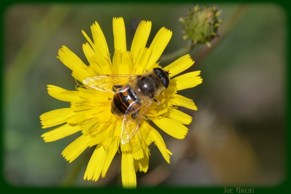 Eristalis tenax - közönséges herelégy