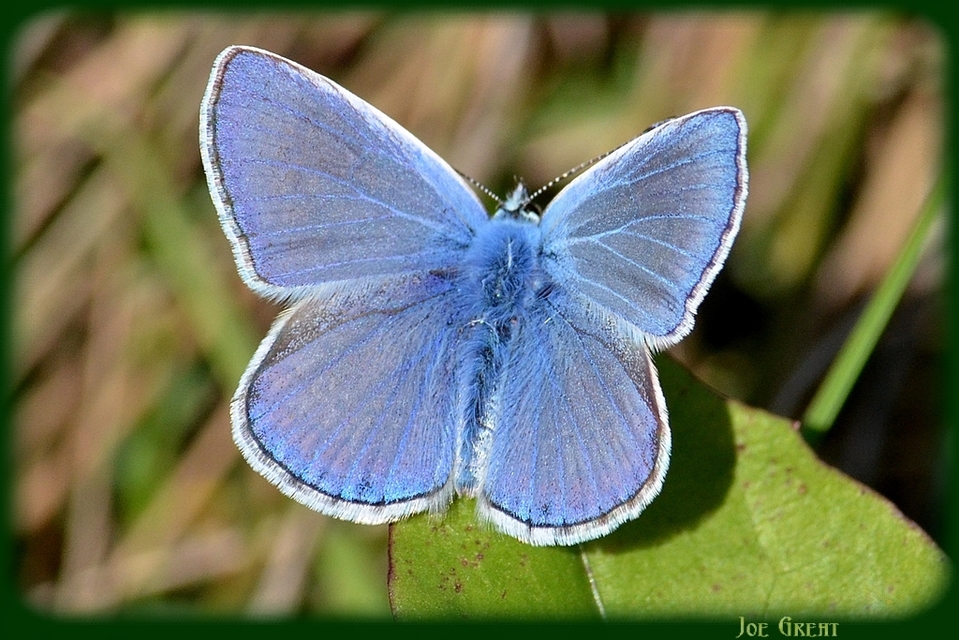 Polyommatus icarus - közönséges boglárka