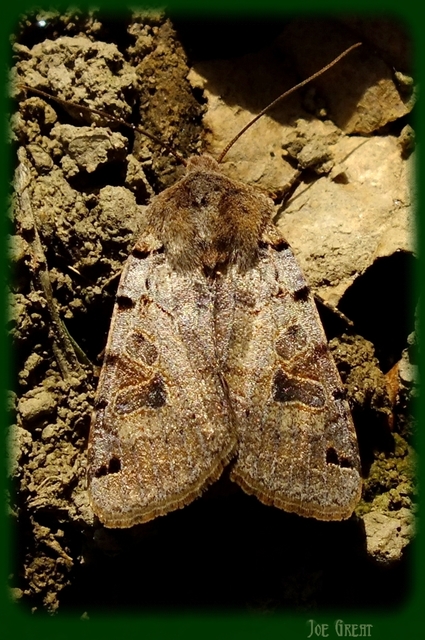 Anchoscelis litura - tarka őszibagoly