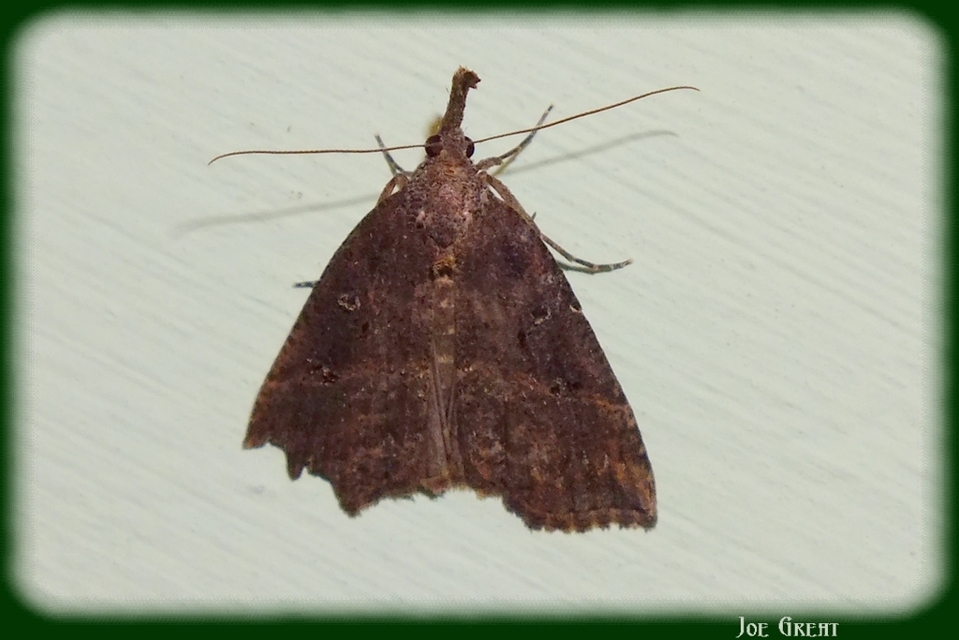 Hypena rostralis - közönséges karcsúbagoly