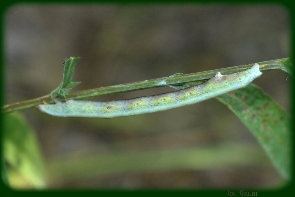 Ascotis selenaria - holdas faaraszoló
