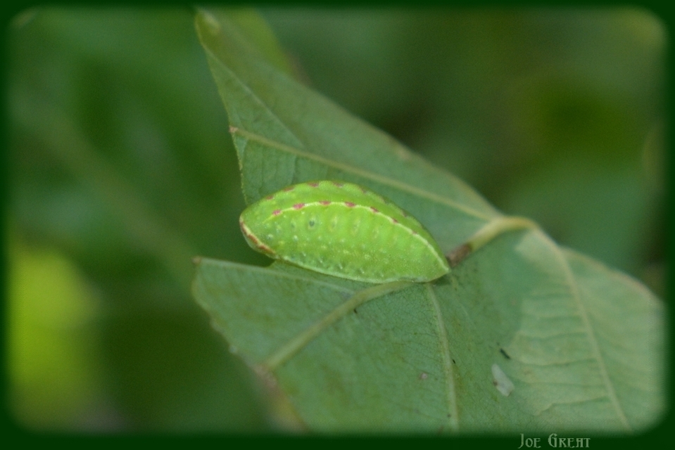 Apoda limacodes - kagylólepke