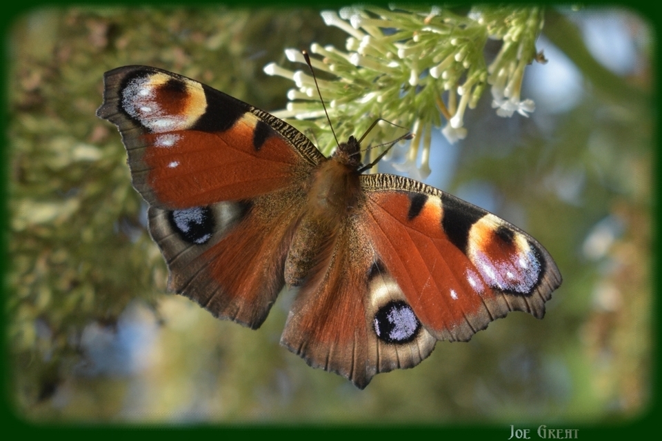 Nymphalis io - nappali pávaszem