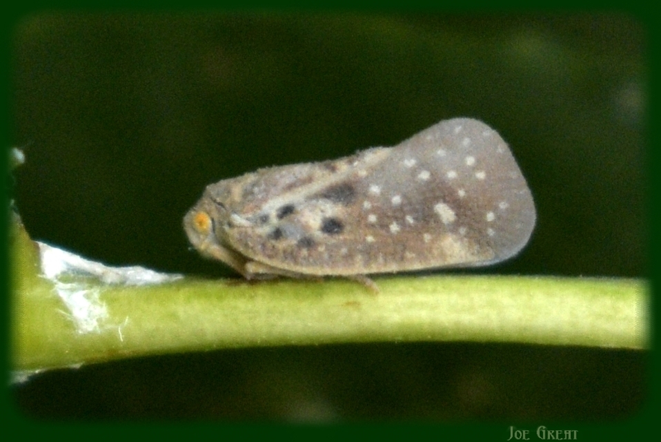 Metcalfa pruinosa - amerikai lepkekabóca