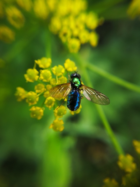 Chloromyia formosa - közönséges fémeslégy