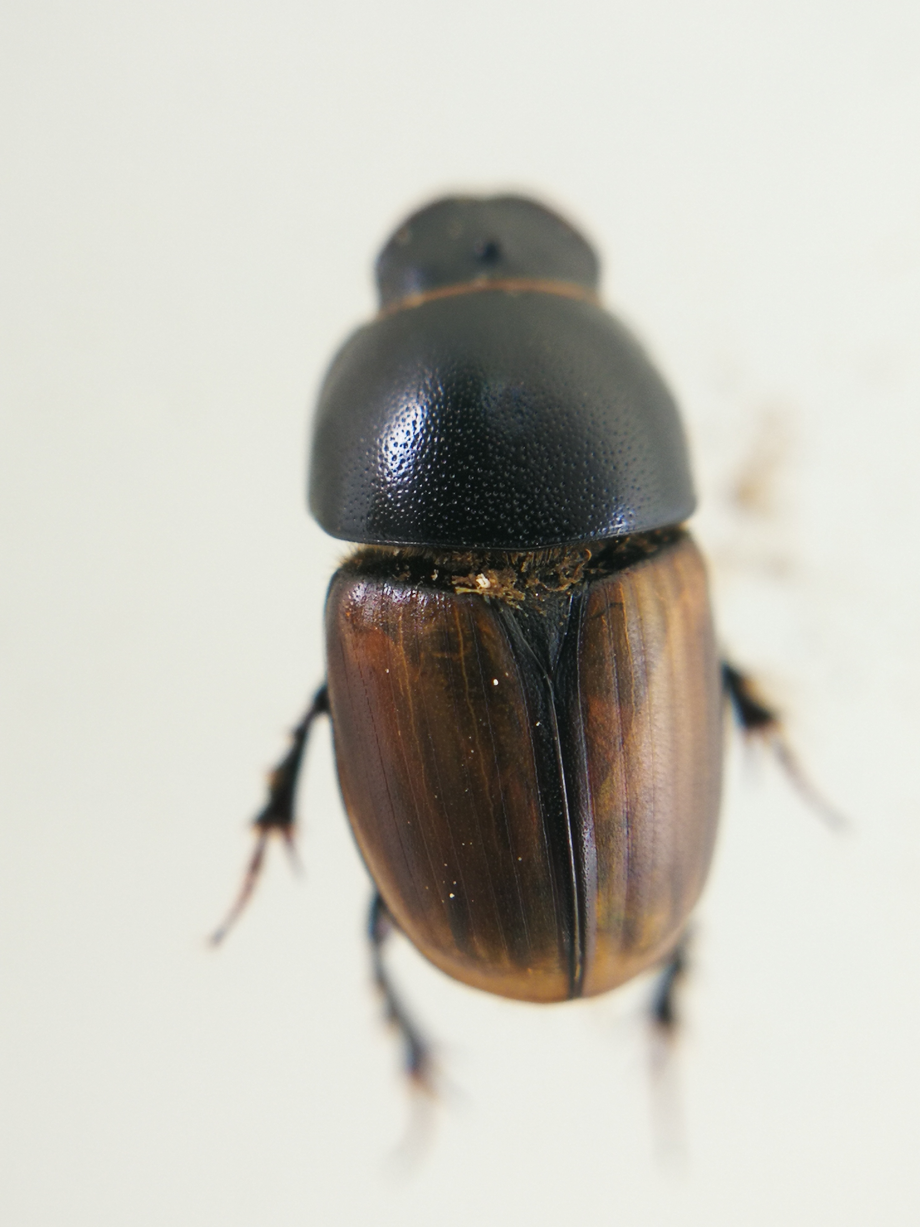 Aphodius erraticus - barnáshátú trágyabogár
