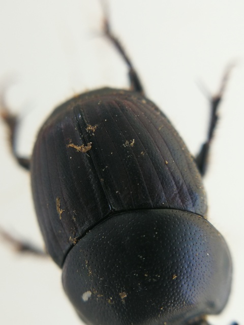 Onthophagus taurus - szarvas trágyatúró