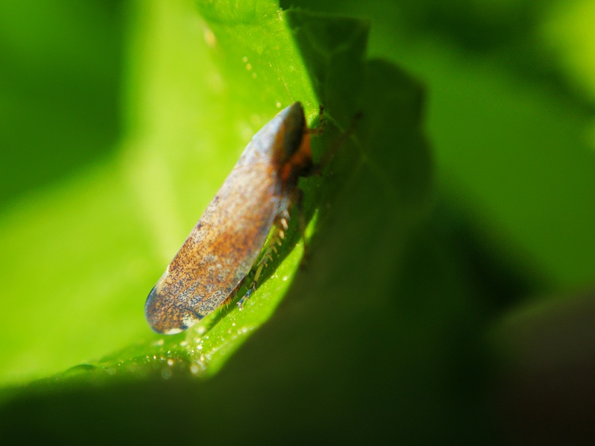 Fieberiella florii