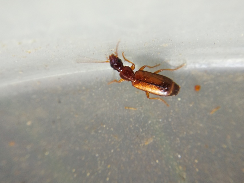Paradromius linearis - karcsú kéregfutó