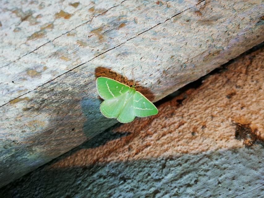 Thetidia smaragdaria - smaragd-zöldaraszoló