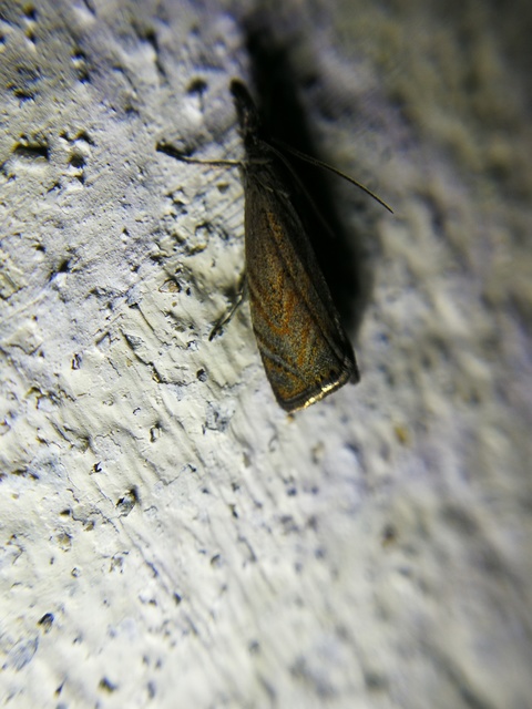 Platytes cerussella - törpe fűgyökérmoly