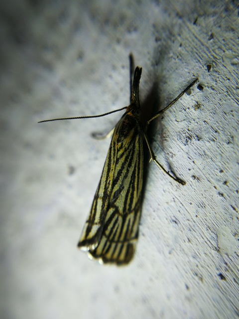 Chrysocramboides craterella - rácsos fűgyökérmoly