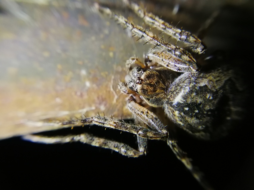 Larinioides ixobolus - ereszalji keresztespók