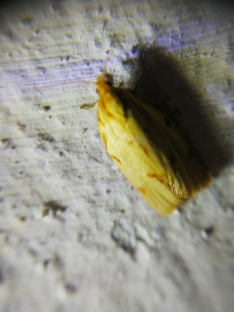 Clepsis pallidana - aranysárga sodrómoly