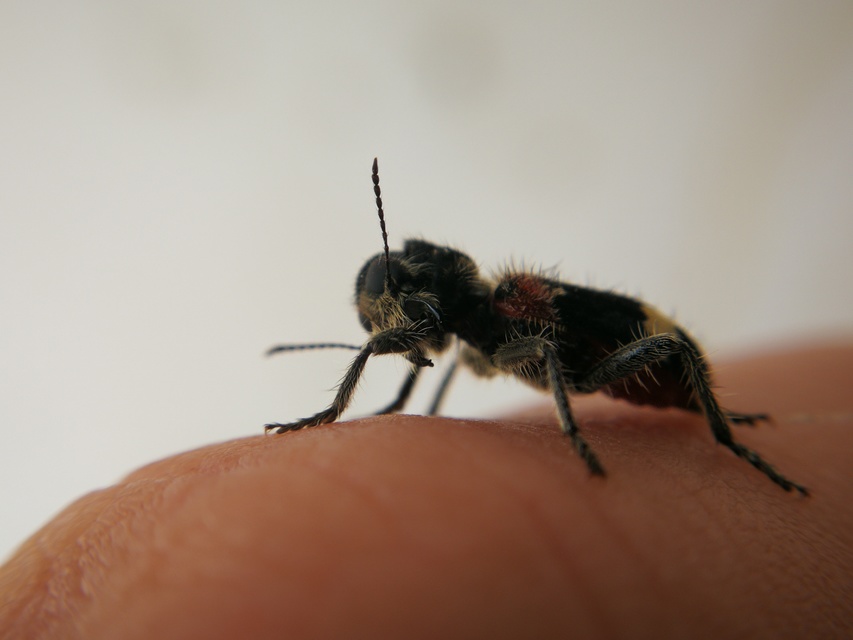 Clerus mutillarius - feketenyakú szúfarkas