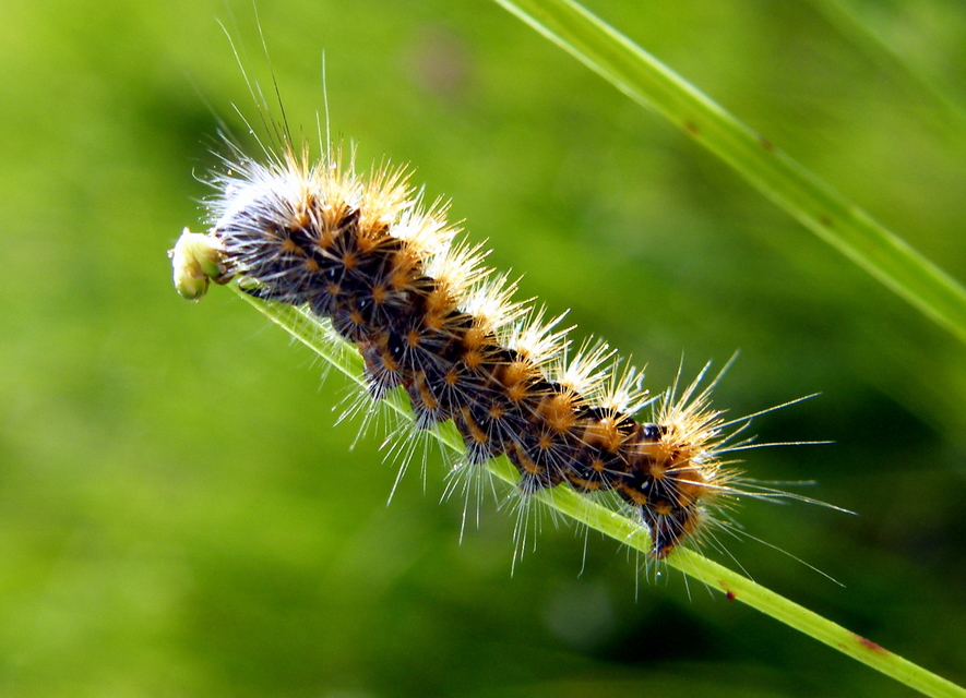 Acronicta auricoma - aranyos szigonyosbagoly
