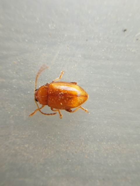 Neocrepidodera
