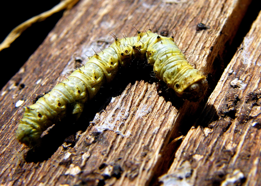 Apocheima pilosaria - zöldes tavasziaraszoló