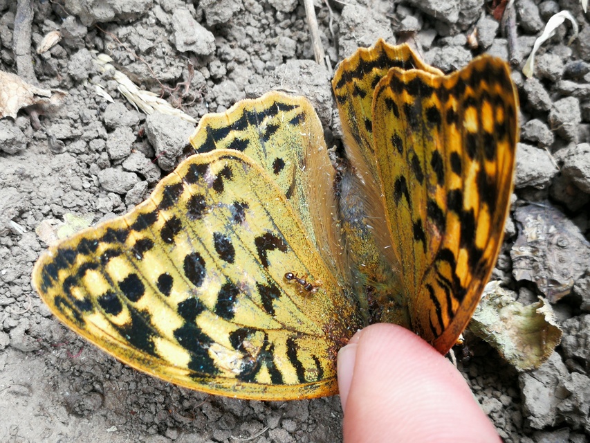 Argynnis pandora - zöldes gyöngyházlepke