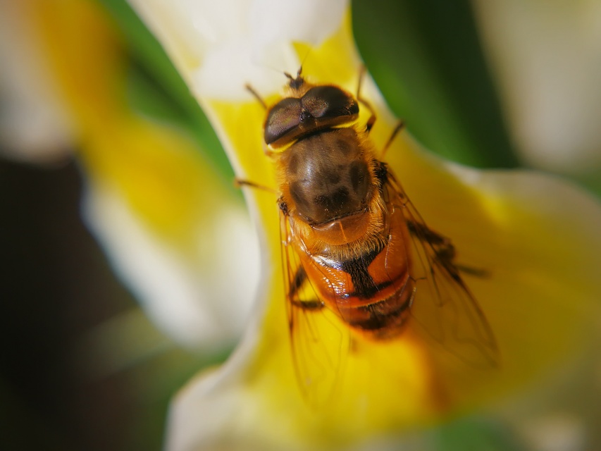 Eristalis tenax - közönséges herelégy