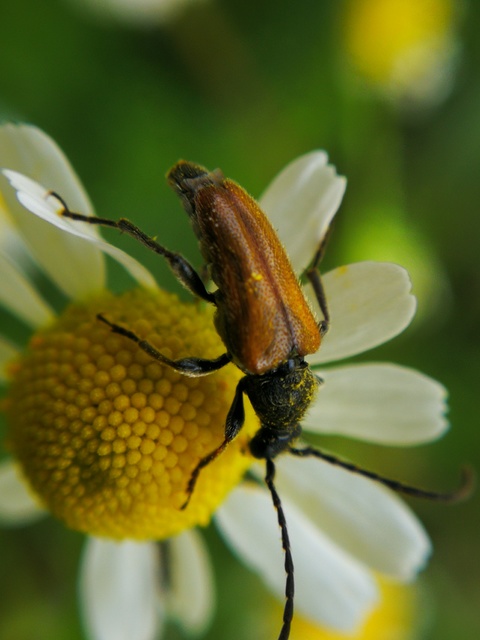 Pseudovadonia livida - barnás virágcincér