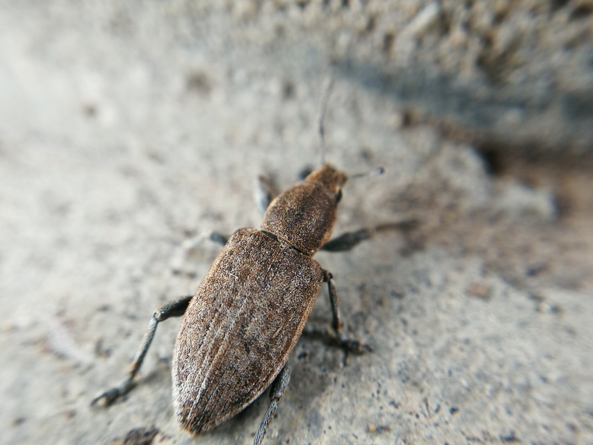 Tanymecus palliatus - közönséges hegyesfarúbarkó