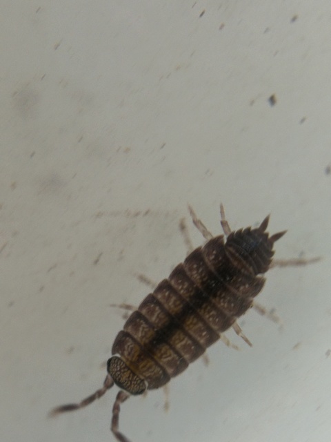 Porcellionides pruinosus - hamvas ászka Porcellionides pruinosus - hamvas ászka