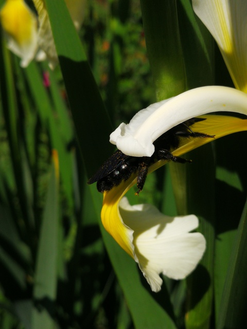 Xylocopa Xylocopa