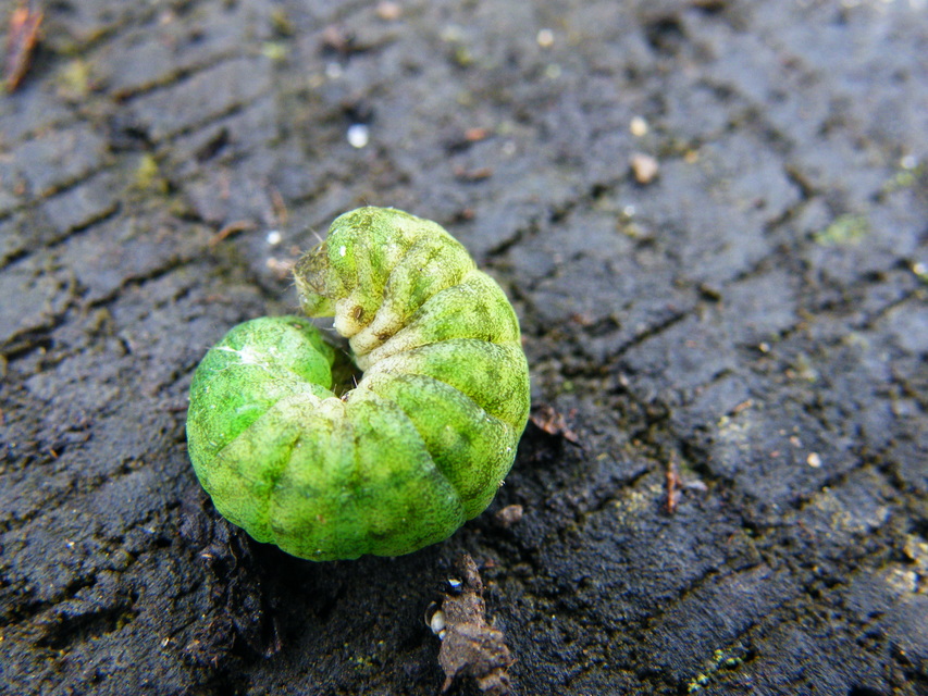 Phlogophora meticulosa - vándorló csipkésbagoly