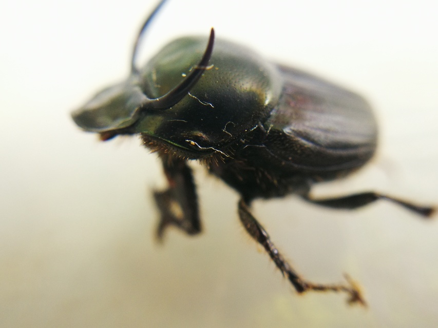 Onthophagus taurus - szarvas trágyatúró