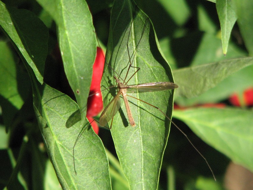 Tipula