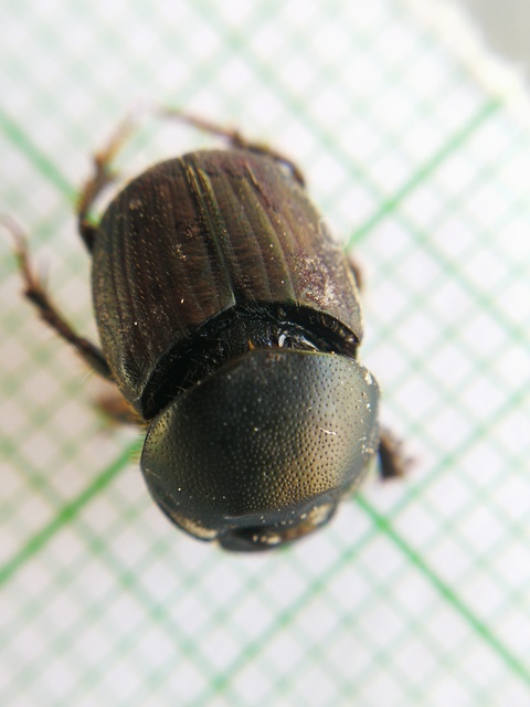 Onthophagus illyricus - tülkös trágyatúró
