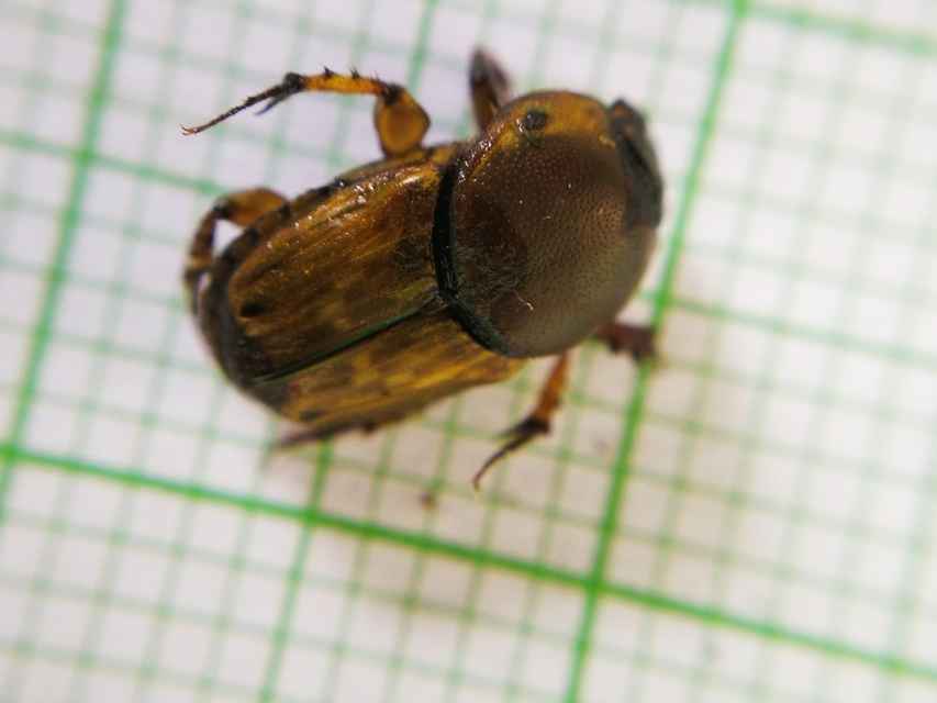 Euoniticellus fulvus - halványfoltos trágyatúró