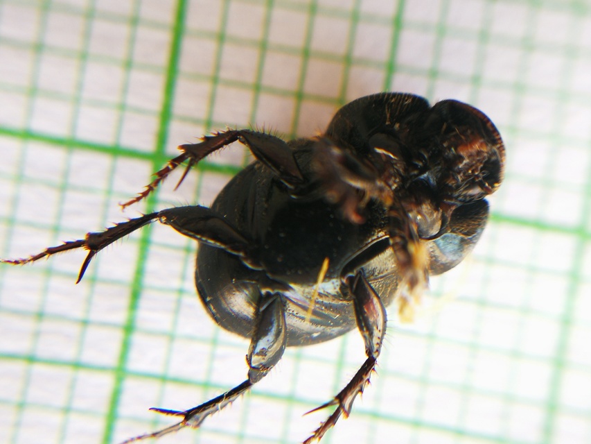 Onthophagus taurus - szarvas trágyatúró