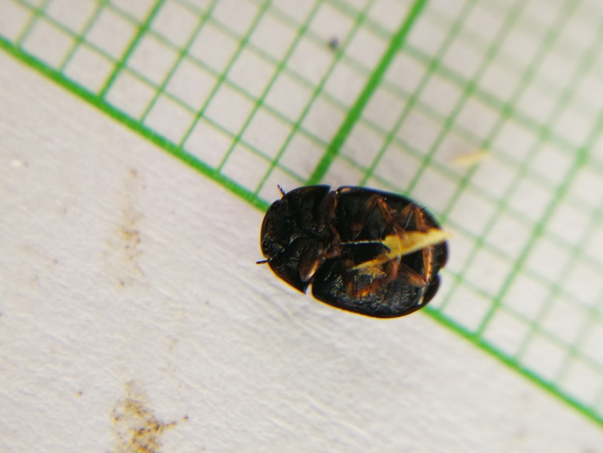 Sphaeridium