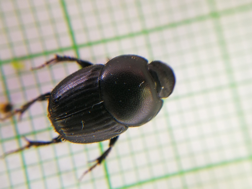 Onthophagus taurus - szarvas trágyatúró