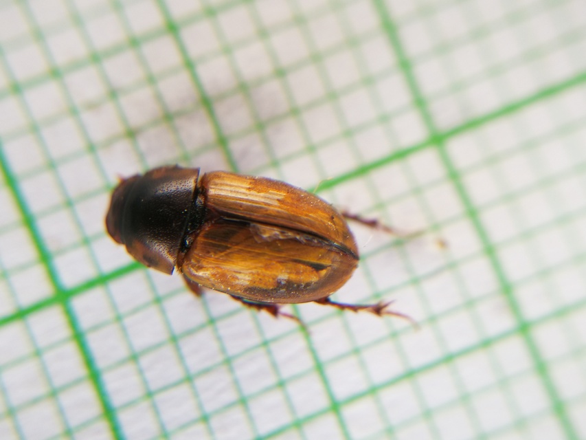 Acanthobodilus immundus