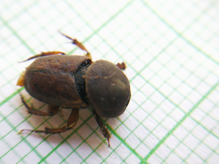 Euoniticellus fulvus - halványfoltos trágyatúró