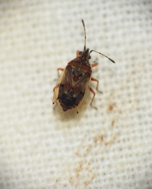 Kleidocerys resedae - nyírbodobács