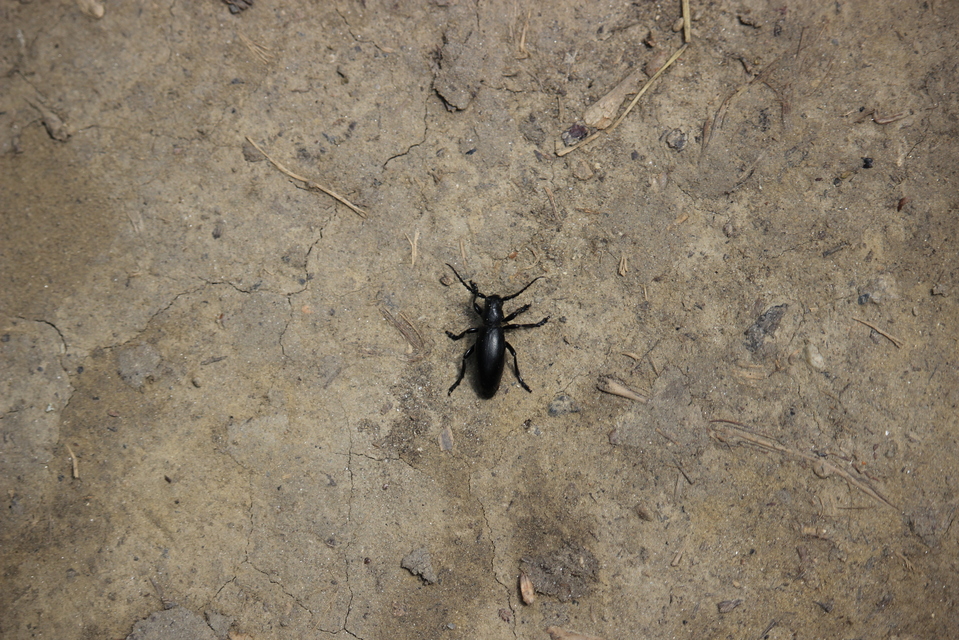 Dorcadion aethiops - fekete gyalogcincér
