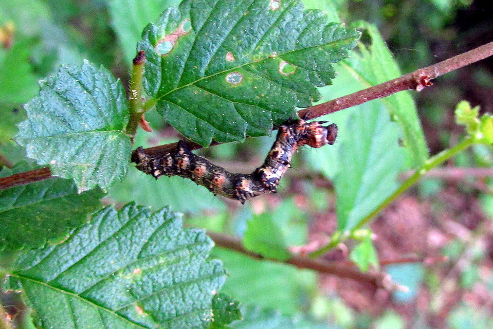 Apocheima pilosaria - zöldes tavasziaraszoló