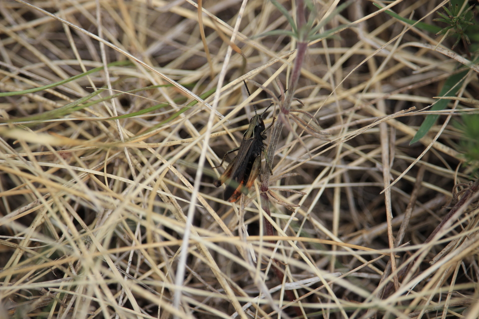 Omocestus rufipes - vöröshasú tarlósáska