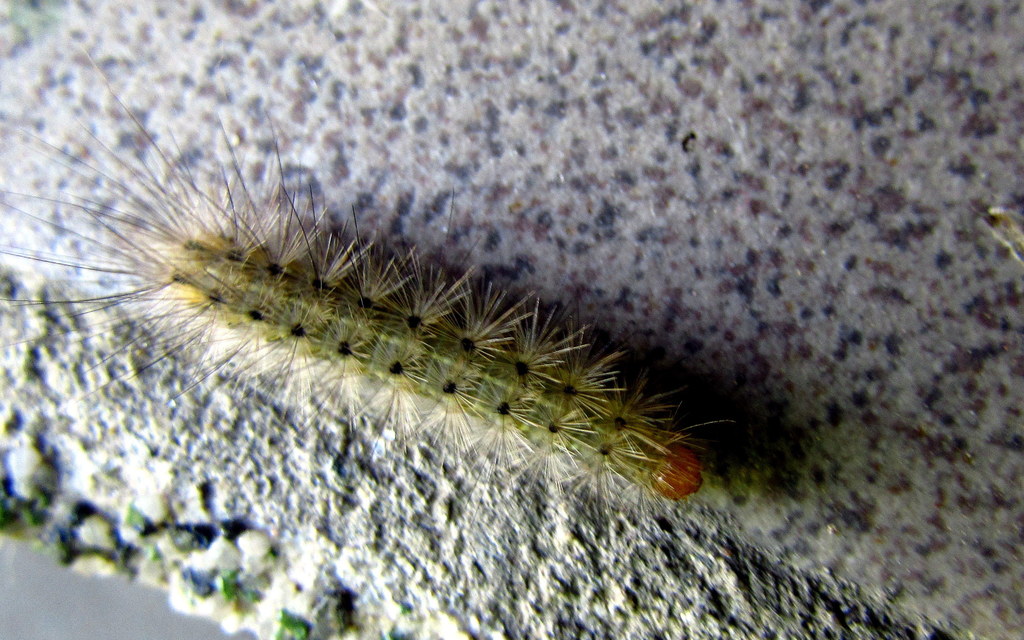 Hyphantria cunea - amerikai fehér medvelepke