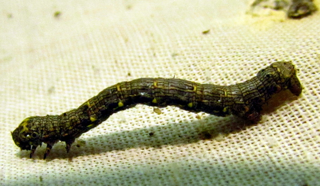 Lycia hirtaria - közönséges tavasziaraszoló