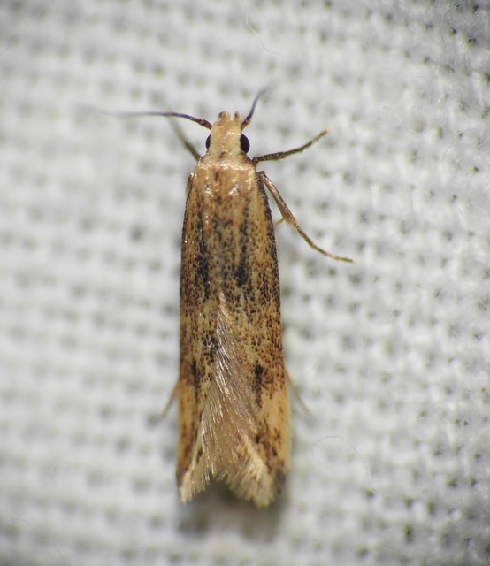 Sitotroga cerealella - mezei gabonamoly