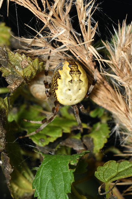 Araneus marmoreus - márványos keresztespók