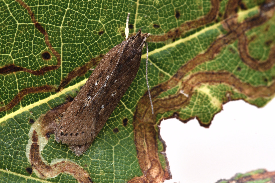 Helcystogramma triannulella - szuláksodró lápimoly