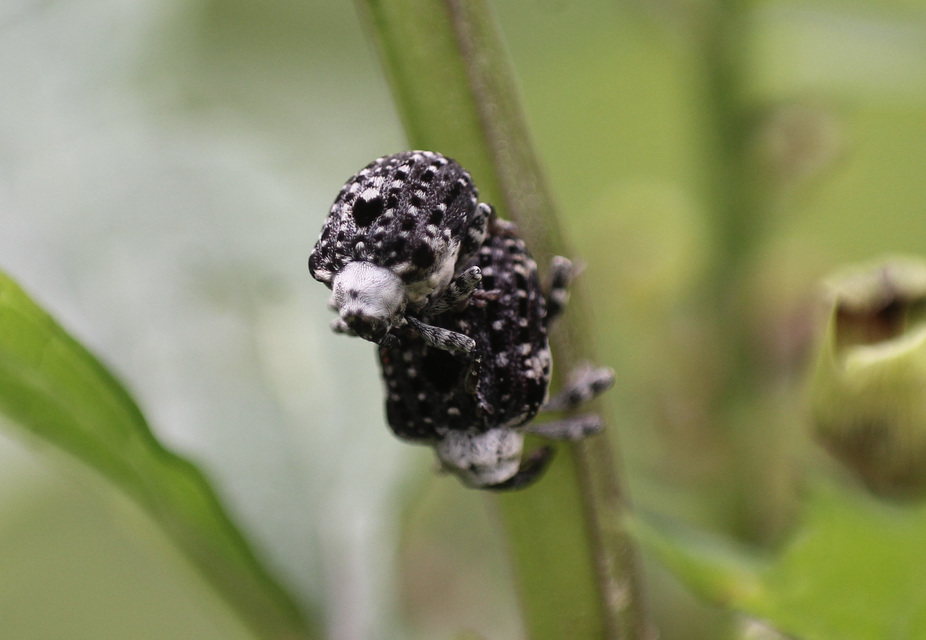 Cionus scrophulariae - görvélyfű-gömbormányos