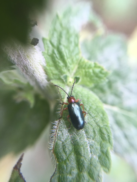 Oulema melanopus/duftschmidi